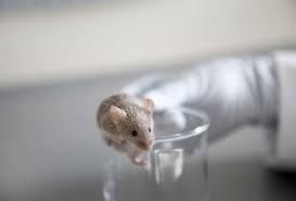 Tế bào não người phát triển được trong đầu chuột tới 233 ngày