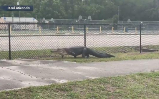 Cá sấu khổng lồ tung tăng 'đi dạo' gần trường trung học Mỹ