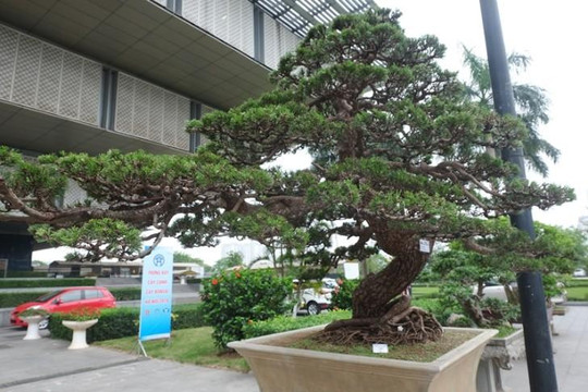 Ngắm cây thông đen Nhật Bản giá hơn 2 tỉ đồng ở Hà Nội