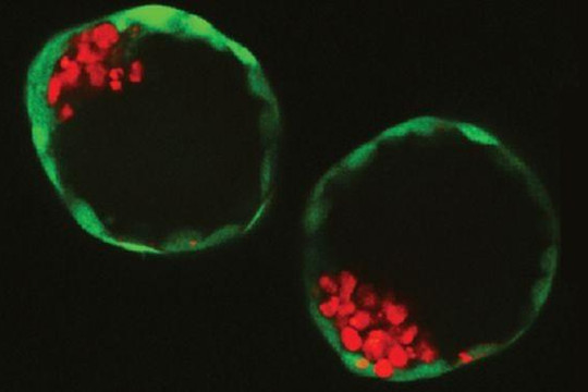 Làm phôi nhân tạo từ tế bào gốc để ngừa sảy thai