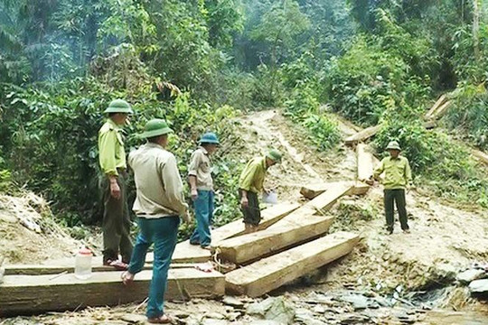 Quảng Bình: Kỷ luật 5 cán bộ kiểm lâm để rừng bị phá