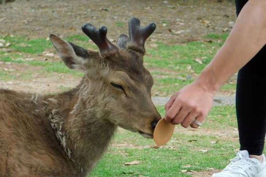 Nai ở Nara Nhật Bản bỗng 'thờ ơ' với thức ăn của du khách