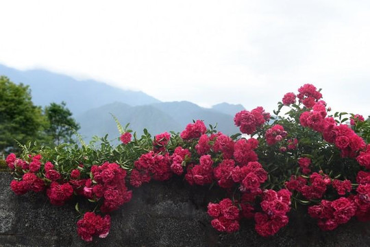 Khoác balo 'check-in' ngay vườn hồng đẹp như cổ tích ở chân núi Fansipan
