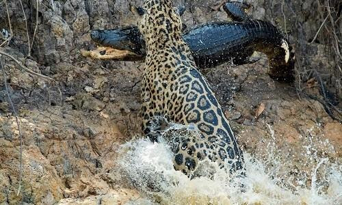 Báo đốm Mặt sẹo đoạt mạng cá sấu trên sông Brazil