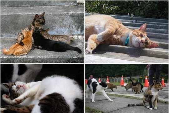 Houtong,  điểm đến dành cho kẻ ‘cuồng mèo’ ở Đài Loan