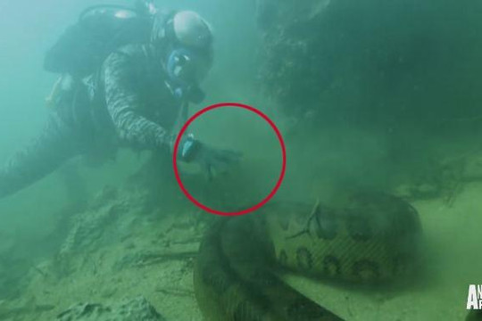 Kinh hoàng giây phút thợ lặn đối mặt với trăn Anaconda dưới đáy sông