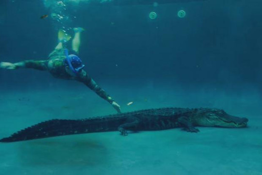 Nghẹt thở màn giải cứu cá sấu dài hơn 3 mét kẹt trong hồ bơi