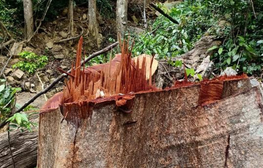Quảng Bình: Phát hiện hàng chục khối gỗ lậu giữa rừng biên giới
