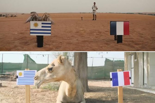Chim cắt Farah và lạc đà Shaheen cùng dự đoán Uruguay thắng Pháp