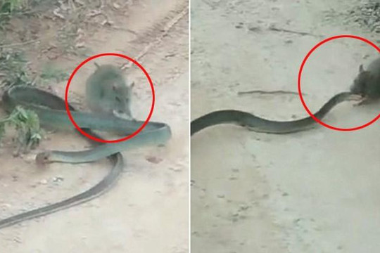 Chuột nổi điên lao vào cắn xé khiến rắn thoi thóp nằm chờ chết