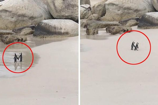 Khoảnh khắc hiếm có đôi chim cánh cụt 'nắm tay' đi dạo trên biển