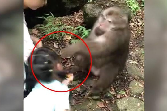 Bị lừa cho thức ăn, khỉ tức giận đấm vào mặt bé gái trả đũa