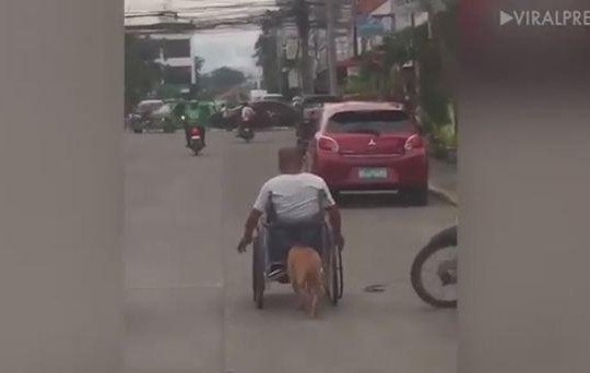 Xúc động cảnh chú chó dùng mũi đẩy xe lăn cho người chủ tàn tật