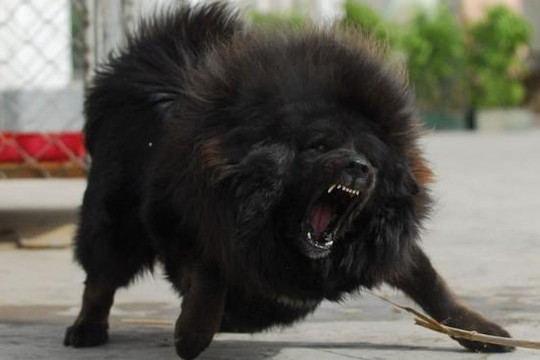 Hà Nội: Chó Ngao Tây Tạng nặng 40kg cắn chết bé 8 tháng tuổi