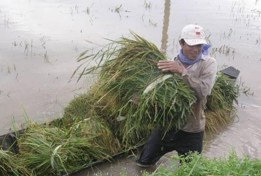 ĐBSCL: Nông dân lao đao vì lũ sớm, lại lo ảnh hưởng vụ vỡ đập thủy điện ở Lào