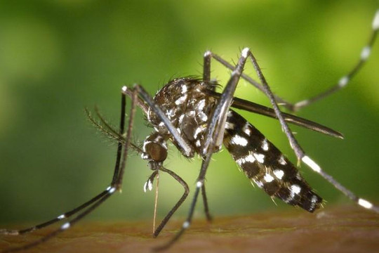 Loài thảo dược tiêu diệt được cả 4 chủng virus dengue 