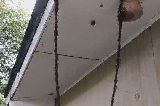 Video đàn kiến hàng triệu con nối đuôi xây cầu để phá tổ ong vò vẽ