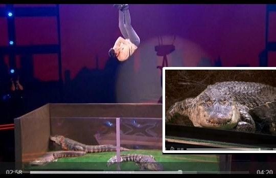 Màn trình diễn rùng rợn với bầy cá sấu của thí sinh America's Got Talent