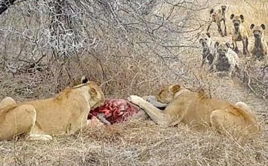 Bị đánh hội đồng, hai con sư tử bất lực nhìn bầy linh cẩu cướp mồi trắng trợn