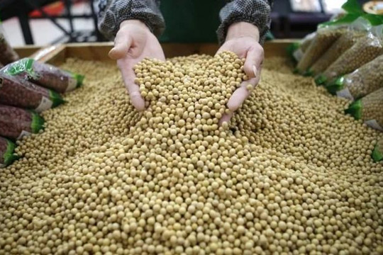 Nga cho Trung Quốc thuê đất cằn cỗi trồng đậu nành