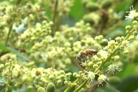 Nông dân miền Tây nuôi hơn 250 đàn ong để trồng nhãn sạch