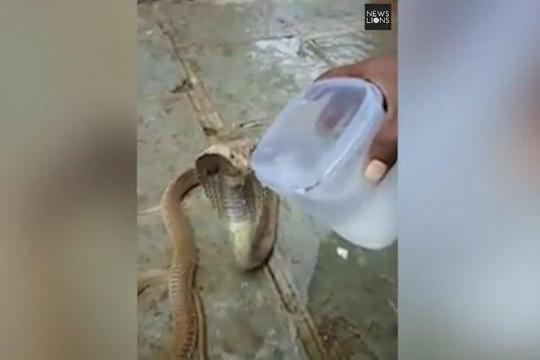 Clip rắn hổ mang kịch độc bò vào làng xin nước uống