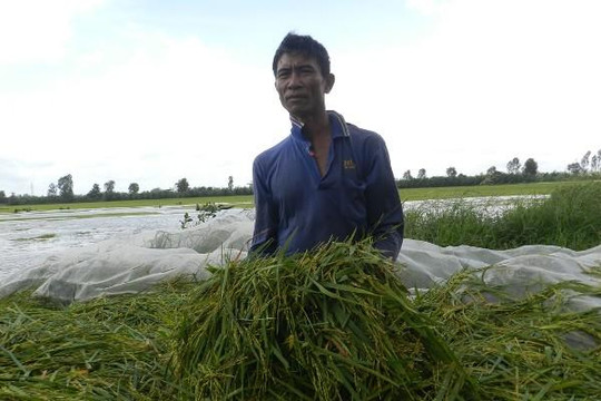 An Giang: Hàng ngàn nông dân khóc ròng vì lúa bị lũ nhấn chìm