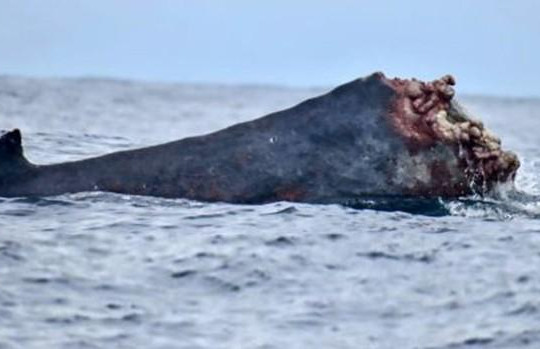Sốc với cảnh cá voi mất gần nửa thân bơi lội giữa biển