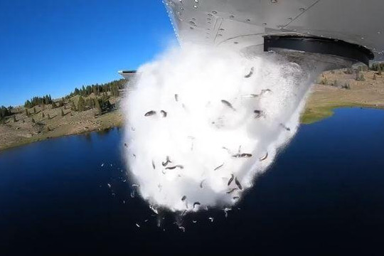 Cảnh tượng hiếm có hàng nghìn con cá hồi được máy bay thả xuống hồ