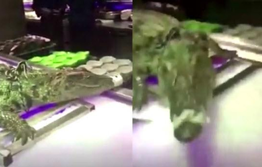 Clip cá sấu còn sống tấn công người ở tiệc buffet