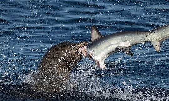 Săn hải cẩu không thành, cá mập giẫy chết vì bị con mồi cắn ngang người