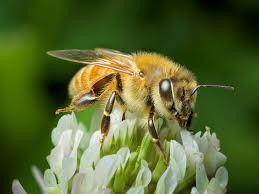 Dùng nọc độc của ong mật chữa viêm da dị ứng