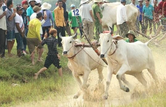 Độc đáo lễ hội đua bò ở An Giang 