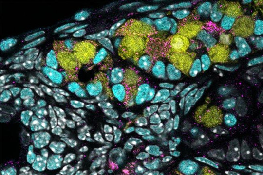 Bước tiến mới: Tạo ra trứng người từ tế bào gốc
