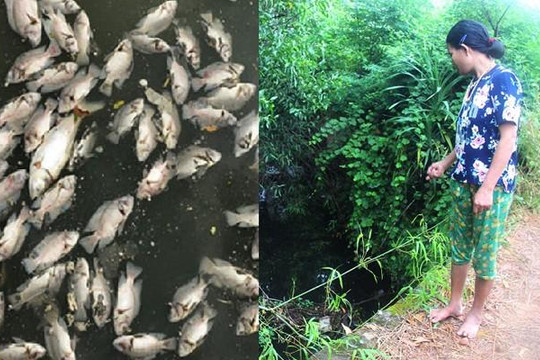 Hà Tĩnh: Cá chết trắng kênh nghi do nước thải rò rỉ từ bãi rác