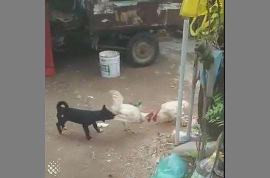 Hài hước xem cảnh chó nhà ngăn hai con gà trống đánh nhau