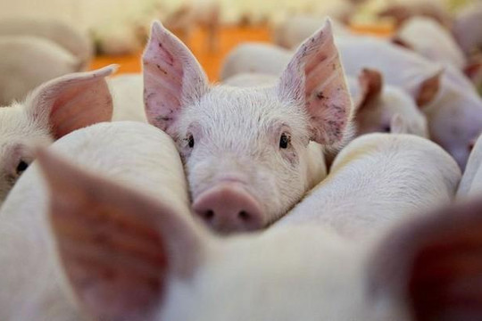 Bác thông tin dịch tả lợn châu Phi đã vào Việt Nam