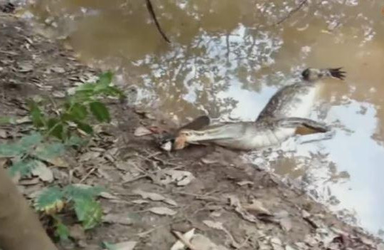 Mạo hiểm săn cá chình, cá sấu bị phóng điện chết tại chỗ