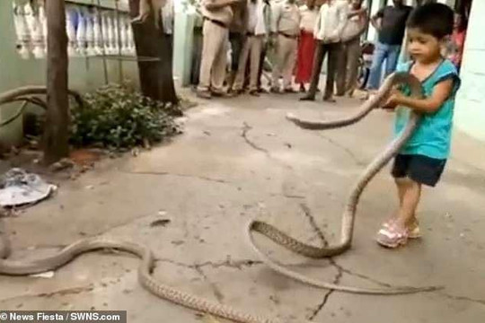 Thót tim xem cậu bé 3 tuổi chơi đùa cùng 2 con rắn khổng lồ