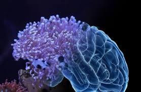 Phát hiện chất điều trị bệnh Alzheimer trong loài hải quỳ