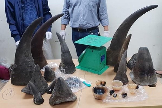 Phát hiện 32 kg sừng tê giác về Việt Nam qua đường hàng không