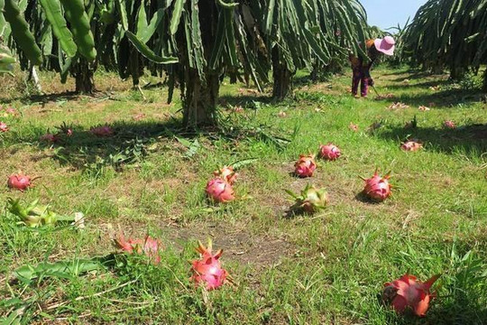 Nông dân trồng thanh long ở Bình Thuận chặt bỏ trái vì không ai mua