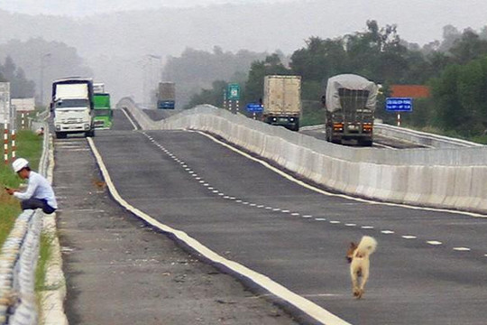 Hình ảnh chó, dê, bò... trên cao tốc Đà Nẵng - Quảng Ngãi