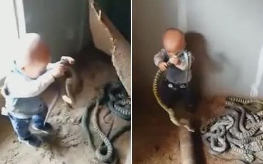 Hãi hùng cảnh bố mẹ để con nhỏ chơi đùa cùng bầy rắn
