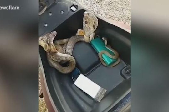 Sốc khi phát hiện 3 con rắn hổ mang kịch độc trong cốp xe tay ga