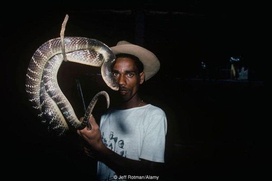 Bí ẩn về bộ tộc người rắn ở Ấn Độ