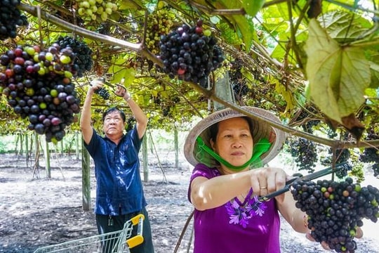 Vườn nho rừng thu hàng trăm triệu đồng mỗi năm dưới chân núi Bà Đen