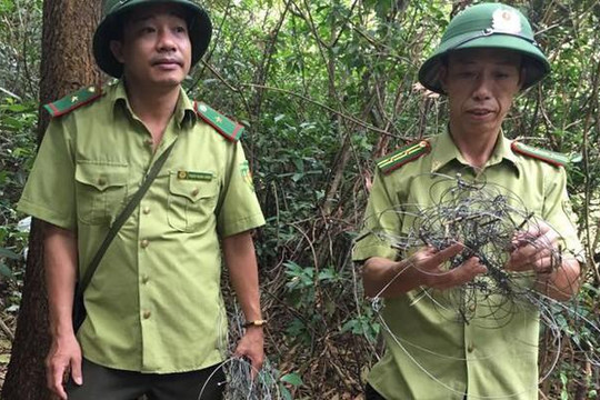 Hà Tĩnh: Cứ đi 10m là gặp 1 bẫy thú rừng trên núi Hồng Lĩnh