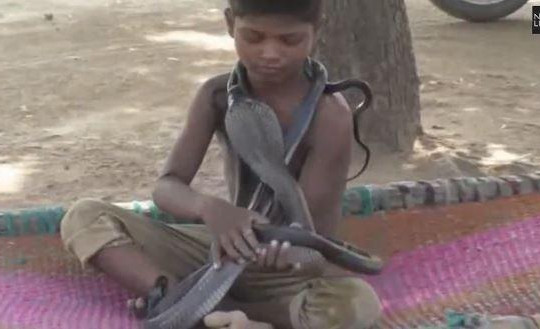 Cậu bé 7 tuổi ăn ngủ cùng những con rắn hổ mang kịch độc
