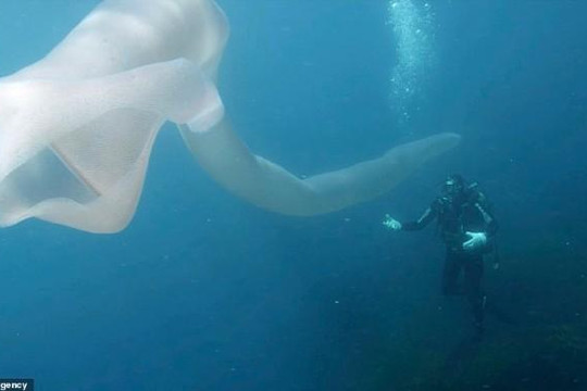 Thót tim cảnh thợ lặn đối mặt giun biển dài hơn 8m giữa đại dương